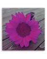 Canvas prints for the kitchen - Pink sunflower | FEEBY