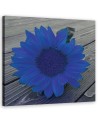 Canvas prints for kitchen - Blue sunflower | FEEBY