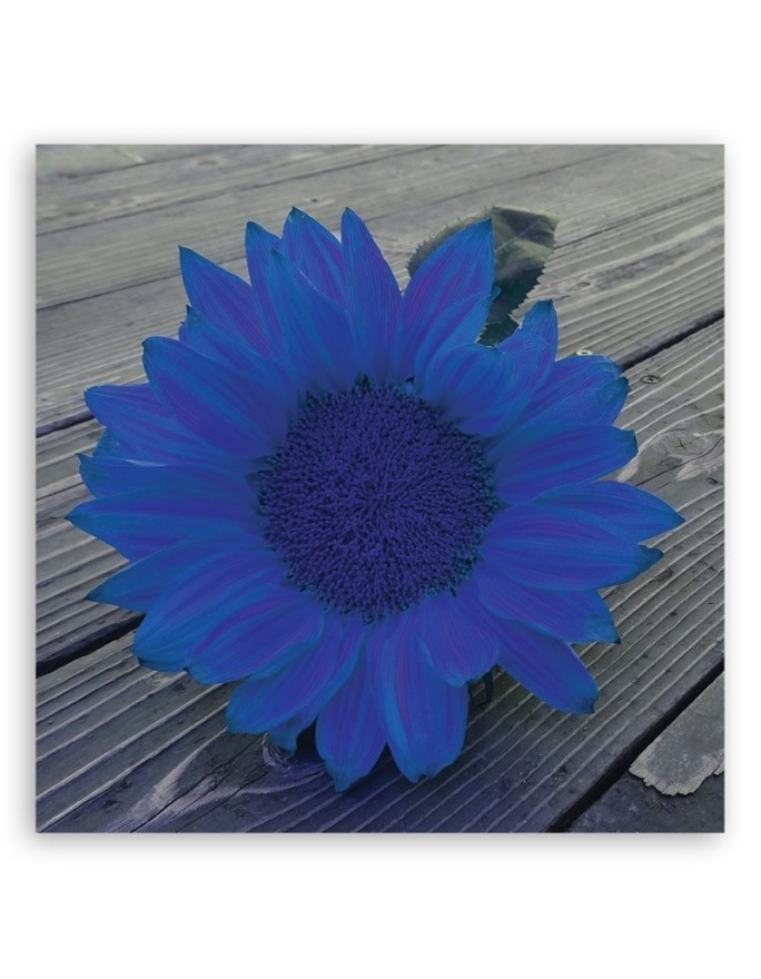 Canvas prints for kitchen - Blue sunflower | FEEBY