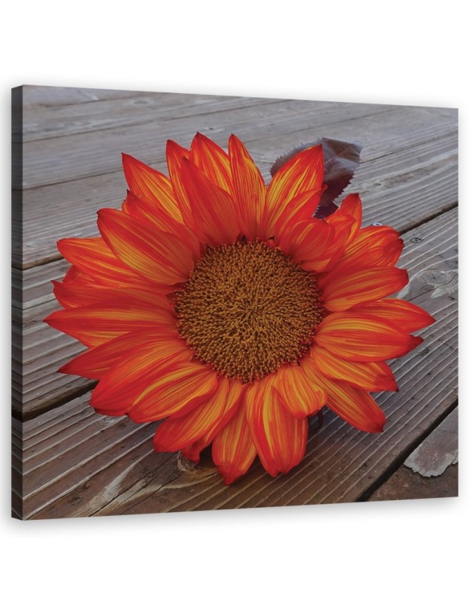 Canvas print Orange sunflower