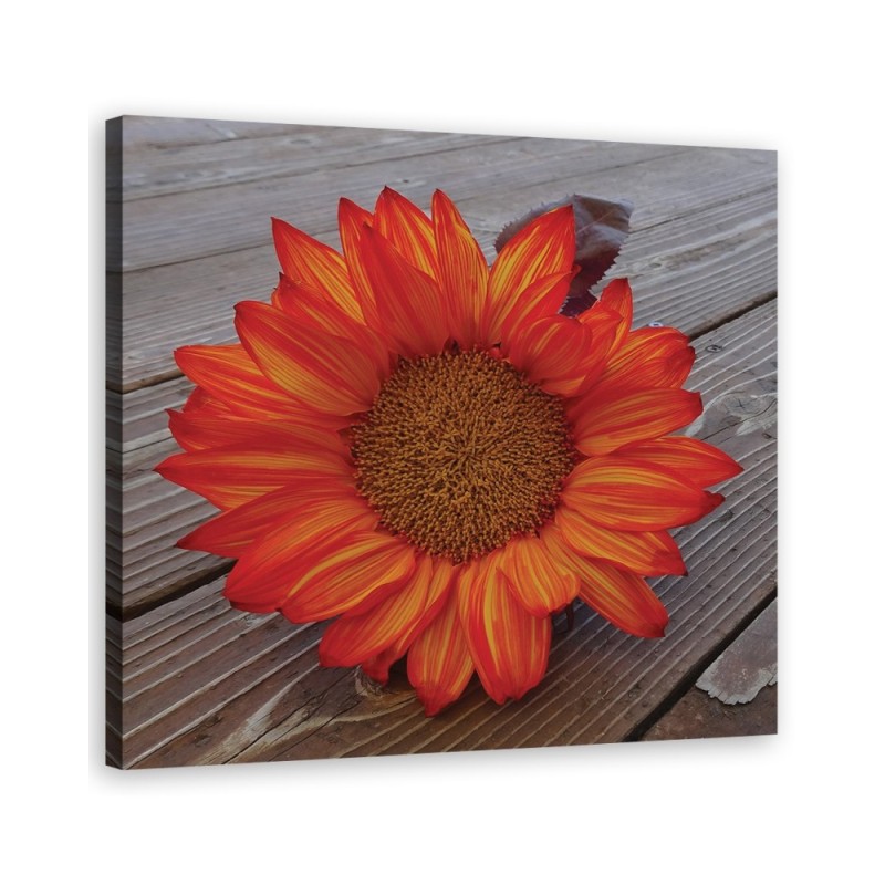 Canvas prints for the kitchen - Orange sunflower | FEEBY