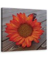 Canvas prints for the kitchen - Orange sunflower | FEEBY