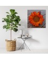 Canvas prints for the kitchen - Orange sunflower | FEEBY