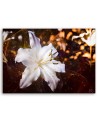 White lily on brown background - Wall art canvas painting | FEEBY