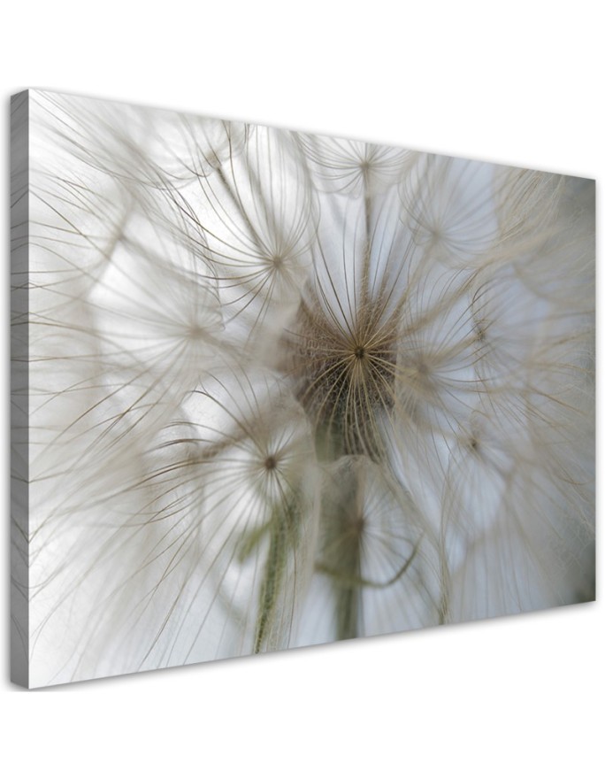 Canvas prints from photo - Dandelion plants nature | FEEBY