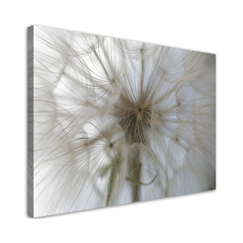 Canvas prints from photo - Dandelion plants nature | FEEBY