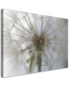 Canvas prints from photo - Dandelion plants nature | FEEBY
