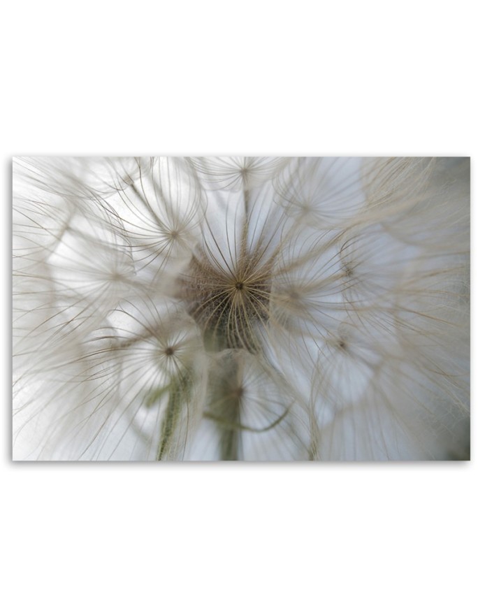 Canvas prints from photo - Dandelion plants nature | FEEBY