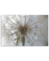 Canvas prints from photo - Dandelion plants nature | FEEBY