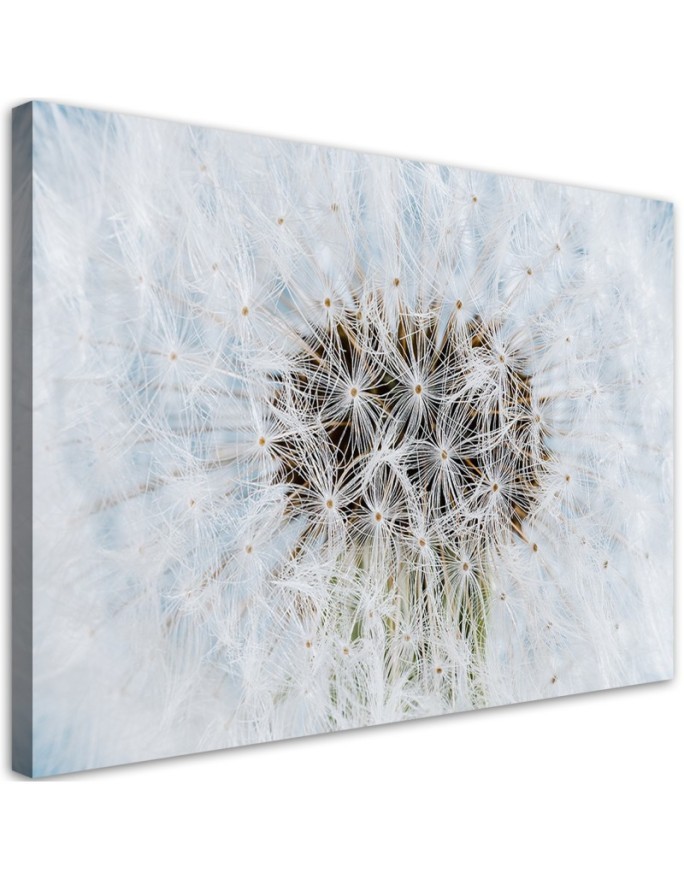 Canvas prints for home - White flower Dandelion| FEEBY