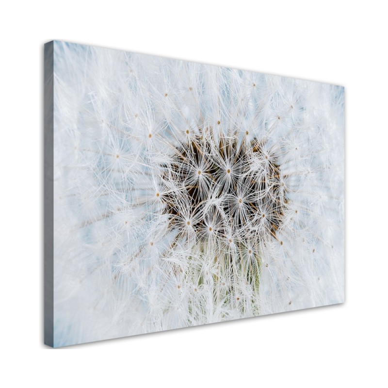 Canvas prints for home - White flower Dandelion| FEEBY