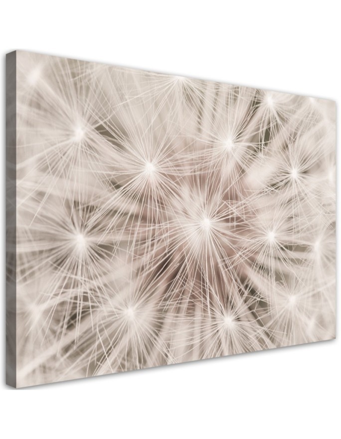 Canvas prints  - Dandelion Nature Macro | FEEBY