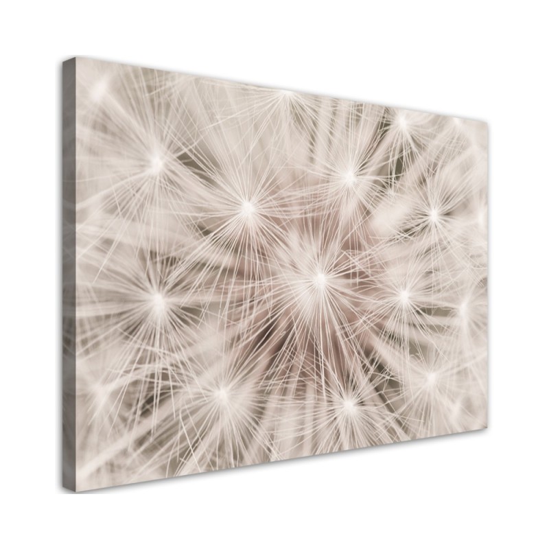 Canvas prints  - Dandelion Nature Macro | FEEBY