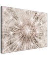Canvas prints  - Dandelion Nature Macro | FEEBY