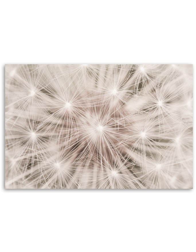 Canvas prints  - Dandelion Nature Macro | FEEBY
