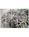 Irises flowers on the wind - Modern 5 part Canvas painting | FEEBY