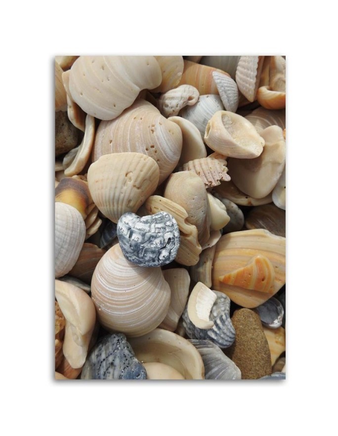 Marine canvas paintings - Shells and stones on the beach | FEEBY