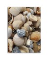 Marine canvas paintings - Shells and stones on the beach | FEEBY