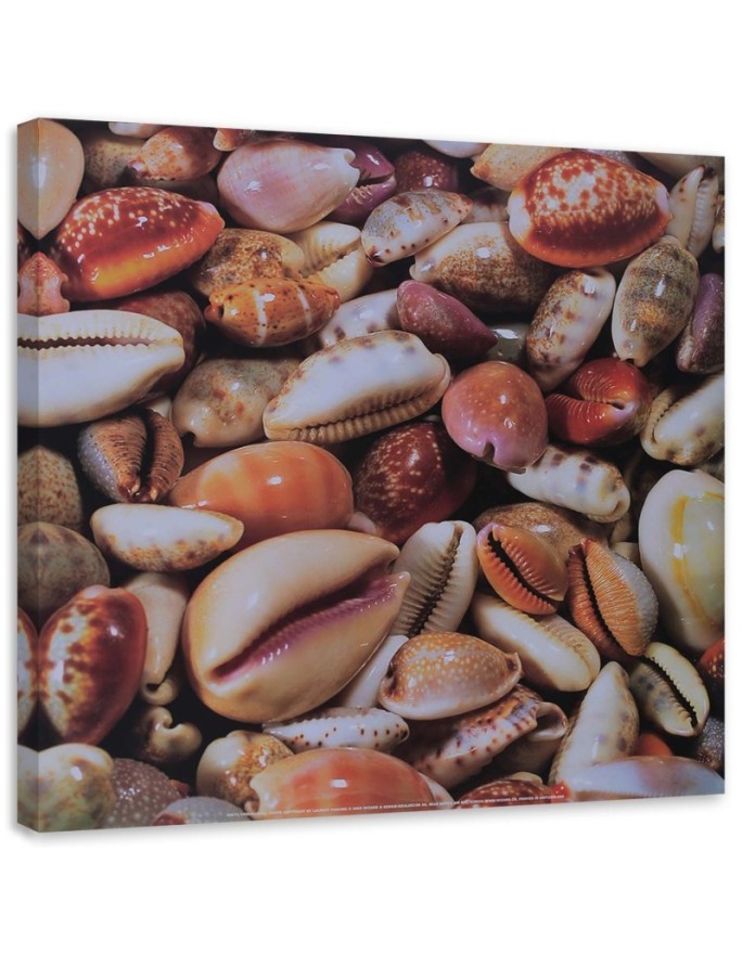 Marine Canvas paintings - Small seashells up close | FEEBY