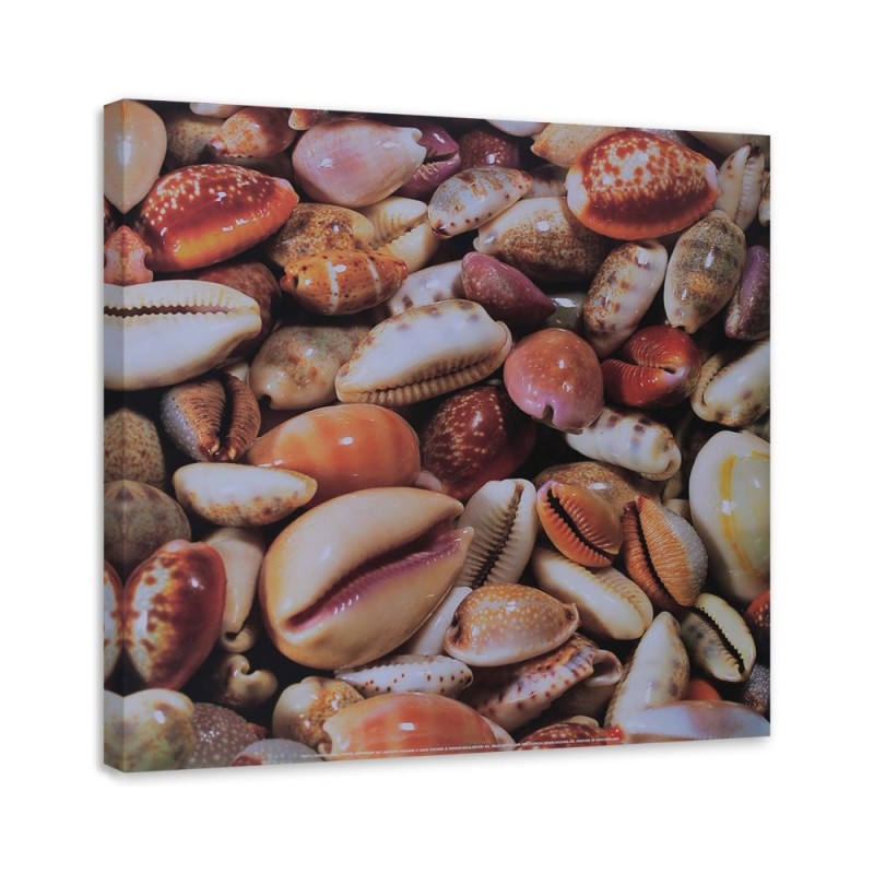 Marine Canvas paintings - Small seashells up close | FEEBY