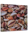 Marine Canvas paintings - Small seashells up close | FEEBY