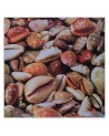 Marine Canvas paintings - Small seashells up close | FEEBY