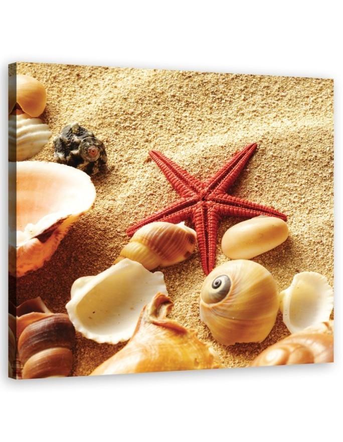 Marine - Marine canvas paintings - Shells and starfish | FEEBY