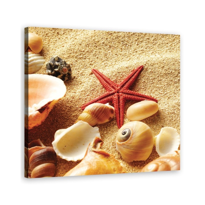 Marine - Marine canvas paintings - Shells and starfish | FEEBY