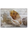 Vintage shells - Marine Canvas paintings | FEEBY