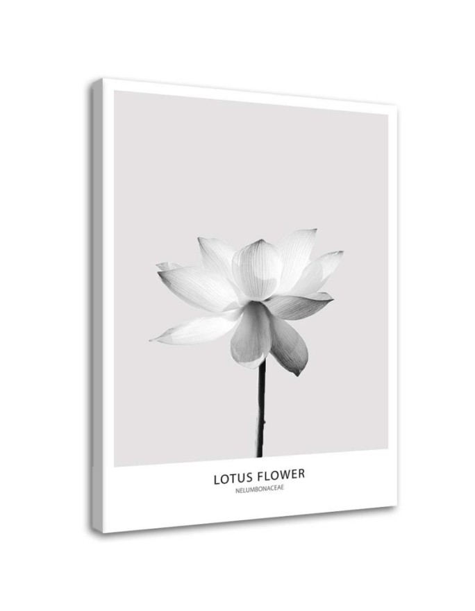 Canvas print White lotus...