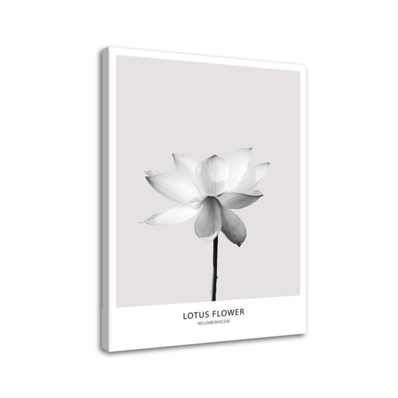 Abstract painting on canvas - White lotus flower | FEEBY
