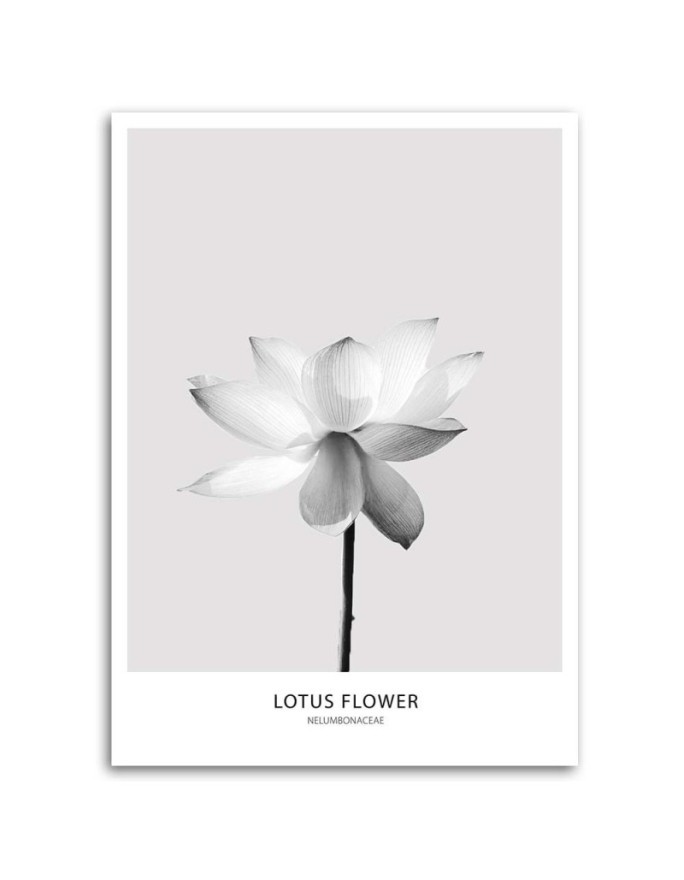 Abstract painting on canvas - White lotus flower | FEEBY