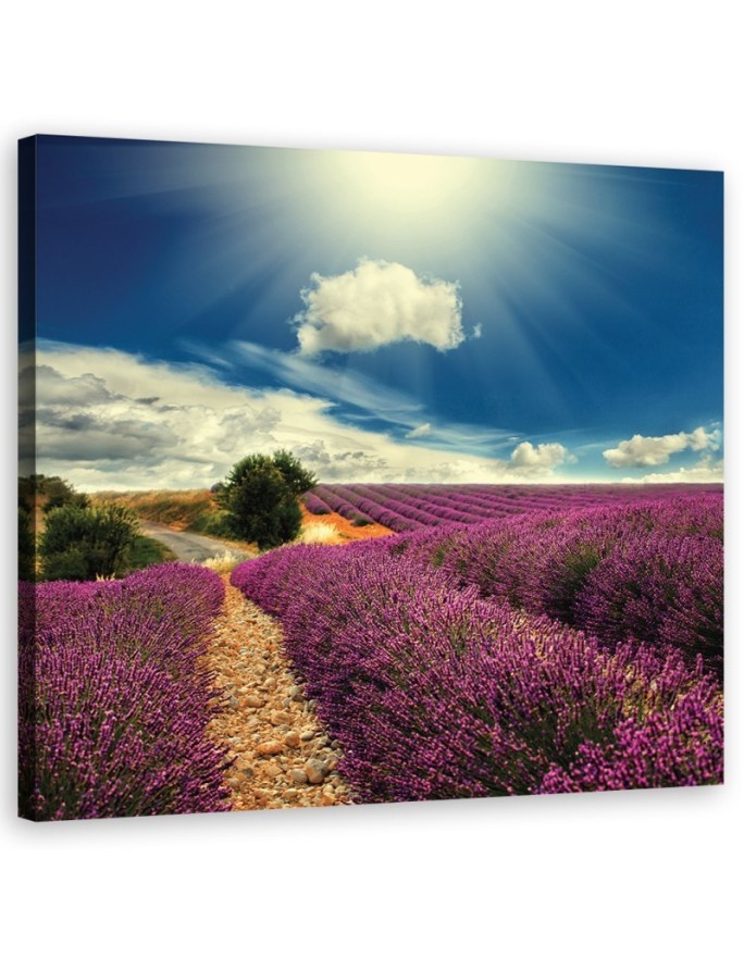 Country lavender field - Canvas prints for living room | FEEBY