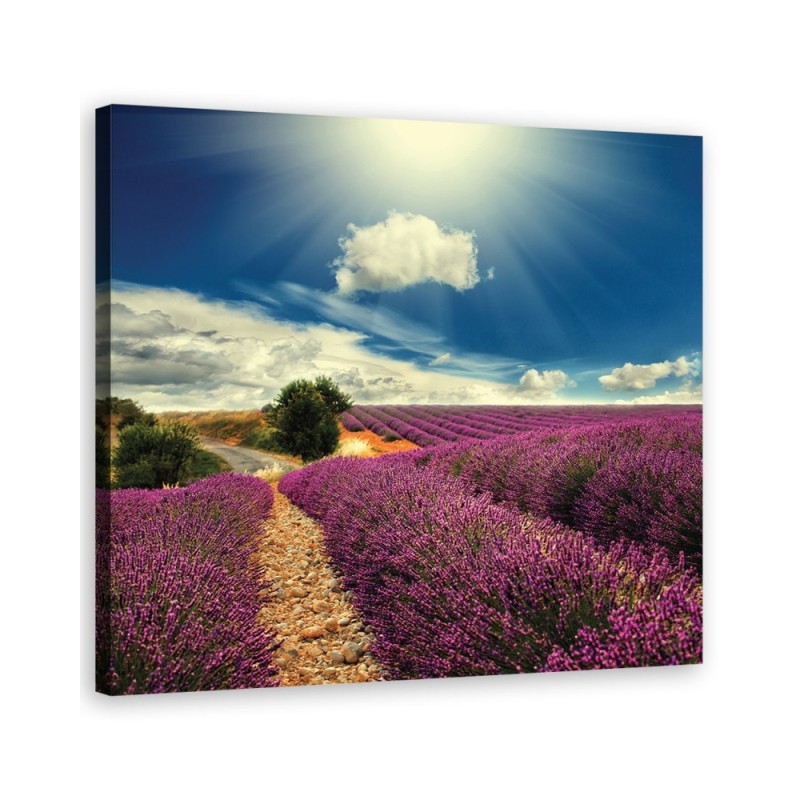 Country lavender field - Canvas prints for living room | FEEBY