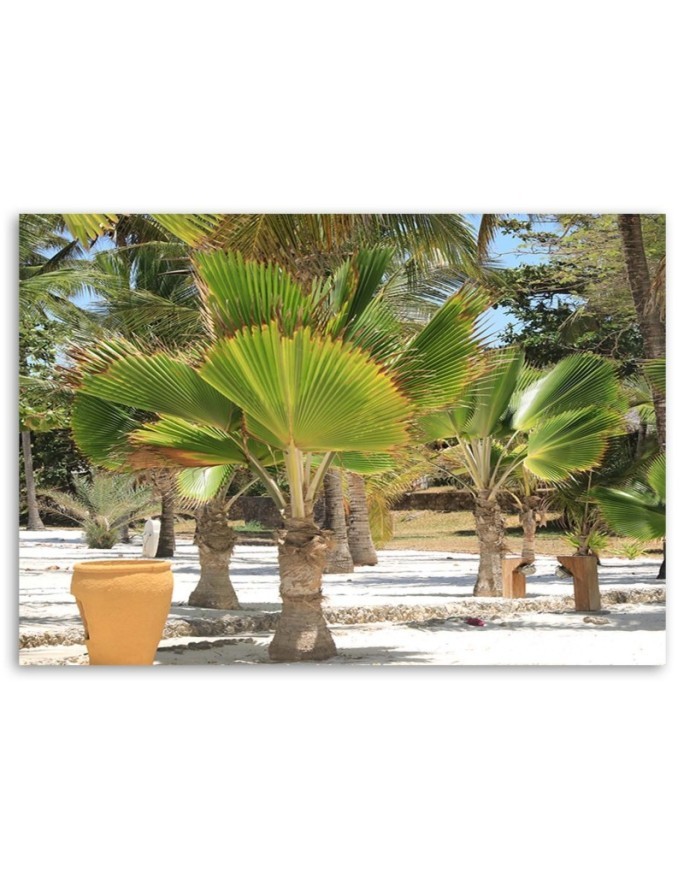 Tropical trees beach - Canvas prints for the living room | FEEBY