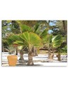 Tropical trees beach - Canvas prints for the living room | FEEBY