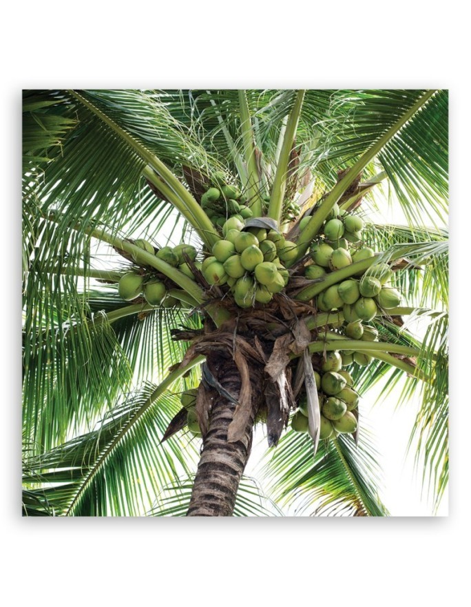 Coconut palm tree - Modern canvas painting | FEEBY