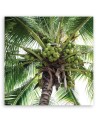 Coconut palm tree - Modern canvas painting | FEEBY