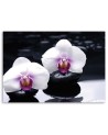 Wall painting for living room zen style orchid | FEEBY