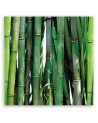 Green bamboo bathroom Canvas art prints | FEEBY