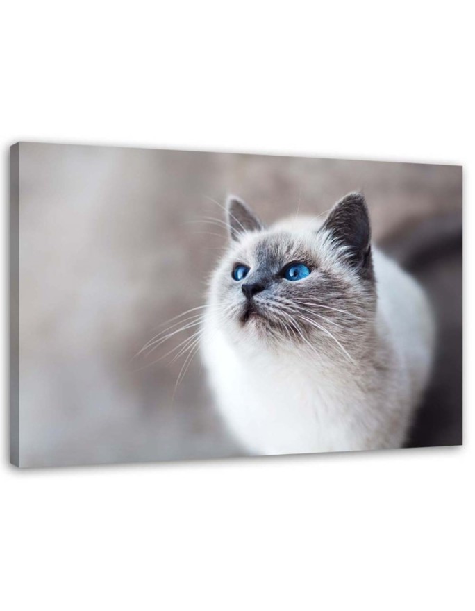 Canvas print Siberian cat...