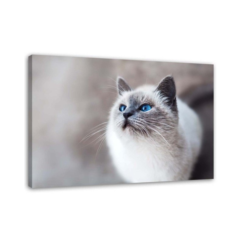 Siberian cat - Living room wall decoration | FEEBY