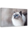 Siberian cat - Living room wall decoration | FEEBY