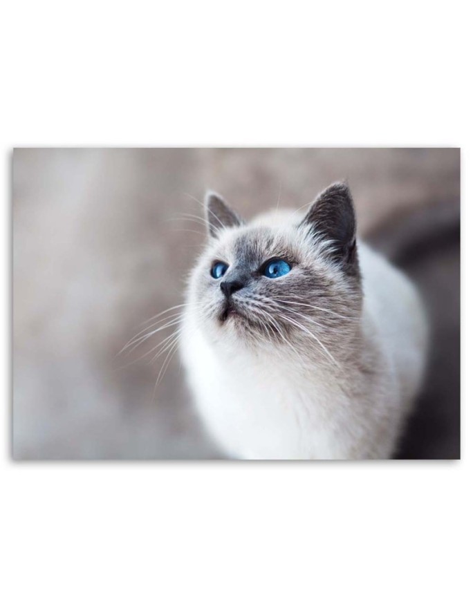 Siberian cat - Living room wall decoration | FEEBY