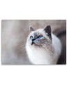 Siberian cat - Living room wall decoration | FEEBY