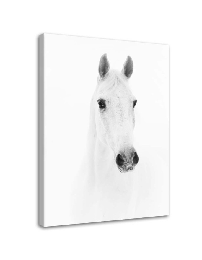 Canvas painting Grey horse - Black and white | FEEBY