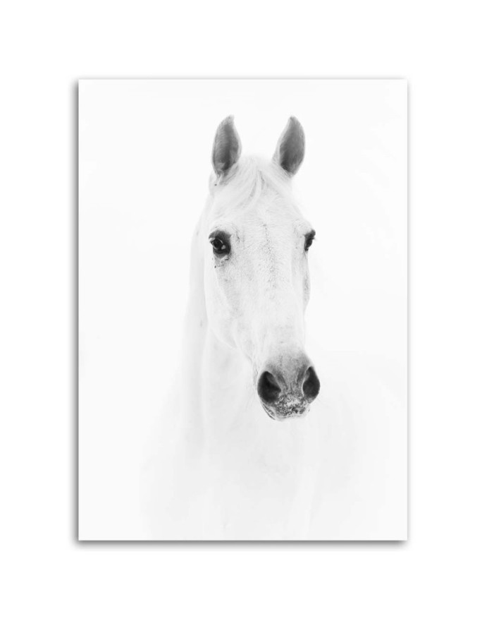 Canvas painting Grey horse - Black and white | FEEBY