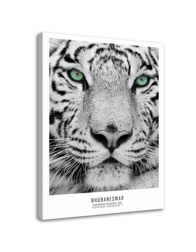White tiger - Modern wall art decoration for living room | FEEBY
