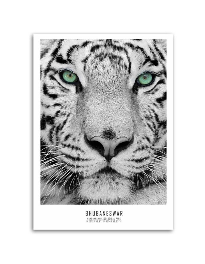 White tiger - Modern wall art decoration for living room | FEEBY