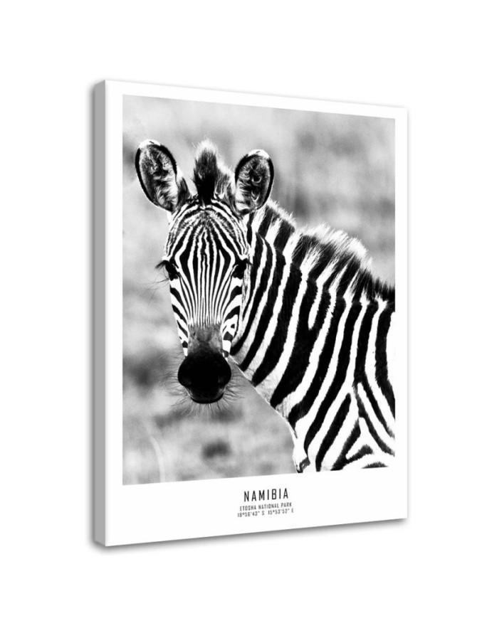 Modern living room decoration on Canvas - Curious zebra | FEEBY